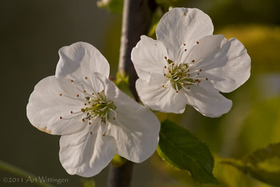 Kersenbloesem / Cherry Blossom