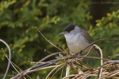 Sylvia atricapilla / Zwartkop / Blackcap