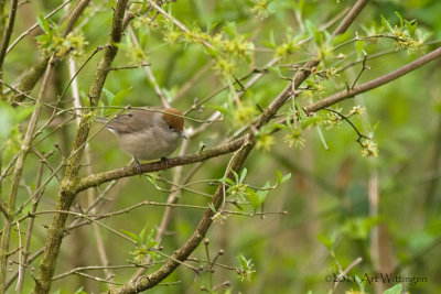 Sylvia atricapilla / Zwartkop / Blackcap