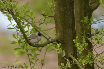 Sylvia atricapilla / Zwartkop / Blackcap