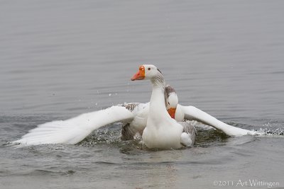 Anser anser forma domesticus / Soepgans / Domestic geese