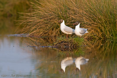 Chroicocephalus ridibundus / Kokmeeuw / Black headed Gull