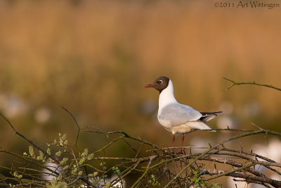 Chroicocephalus ridibundus / Kokmeeuw / Black headed Gull