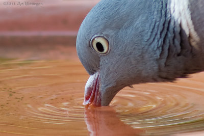 Columba palumbus / Houtduif / Wood pigeon