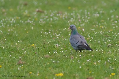 Columba oenas / Holenduif / Stock dove