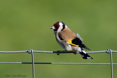 Carduelis carduelis / Putter / European Goldfinch