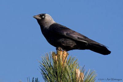 Corvus Monedula / Kauw / Western Jackdaw