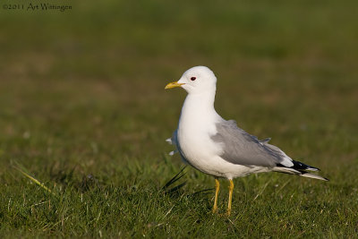 Larus Canus / Stormmeeuw / Common gull