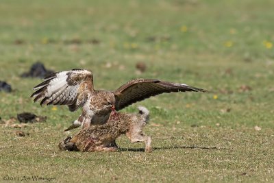 Buteo buteo / Buizerd / Common buzzard