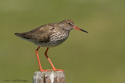 Tringa totanus / Tureluur / Common Redshank