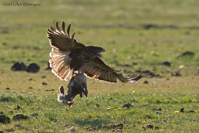 Buteo buteo / Buizerd / Common buzzard