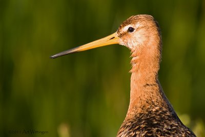 Limosa limosa / Grutto / Black-tailed Godwit