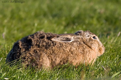 Lepus europaeus / Haas / Hare