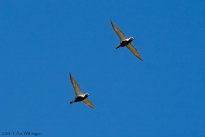 Pluvialis apricaria / Goudplevier / Golden Plover