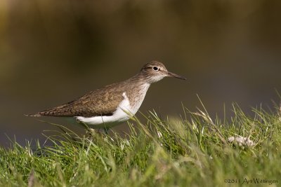 Actitis hypoleucos / Oeverloper / Common Sandpiper