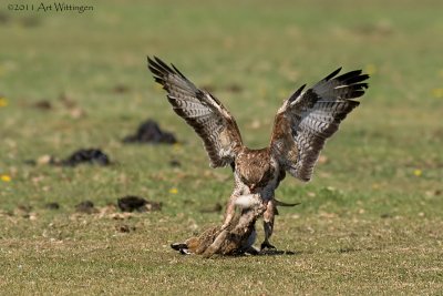 Buteo buteo / Buizerd / Common buzzard