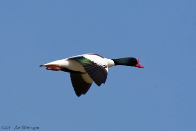 Tadorna tadorna / Bergeend / Shelduck