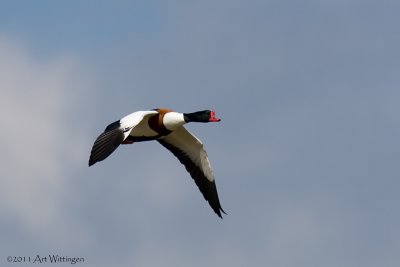 Tadorna tadorna / Bergeend / Shelduck