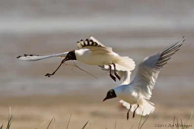 Larus Ridibundus / Kokmeeuw / Black headed Gull