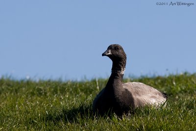 Branta Bernicla / Rotgans / Brent Goose