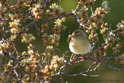 Phylloscopus trochilus / Fitis / Willow warbler