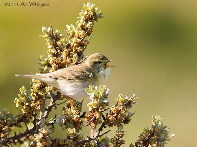 Phylloscopus trochilus / Fitis / Willow warbler