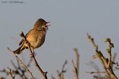 Sylvia Communis / Grasmus / Common Whitethroat