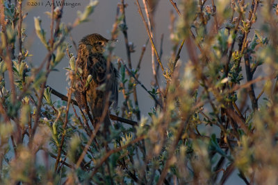 Locustella naevia / Sprinkhaanzanger / Common Grasshopper warbler