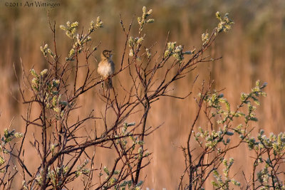 Locustella naevia / Sprinkhaanzanger / Common Grasshopper warbler