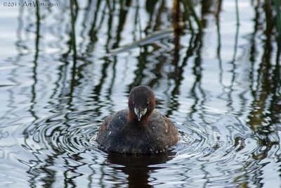 Tachybaptus ruficollis / Dodaars / Little Grebe