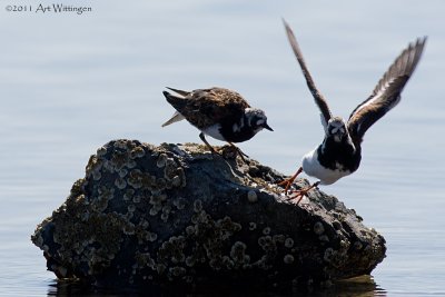 Arenaria interpres / Steenloper / Turnstone