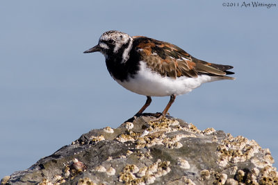 Arenaria interpres / Steenloper / Turnstone