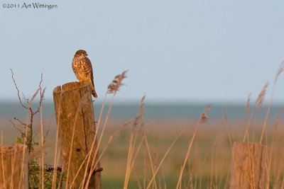 Falco columbarius / Smelleken / Merlin