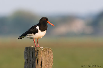 Haematopus Ostralegus / Scholekster / Eurasian Oystercatcher