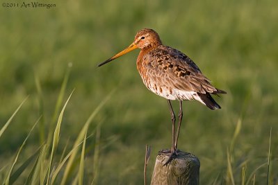 Limosa limosa / Grutto / Black-tailed Godwit