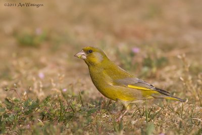 Chloris chloris / Groenling / European Greenfinch