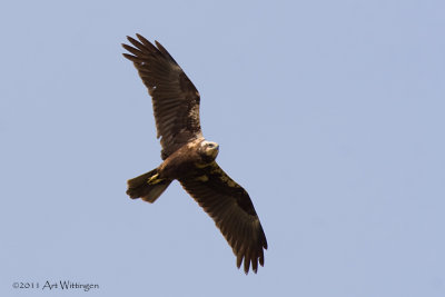 Circus Aeruginosus / Bruine Kiekendief / Western Marsh Harrier