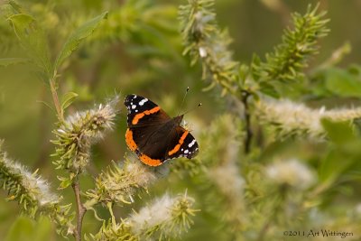 Vanessa atalanta / Atalanta / Red Admiral