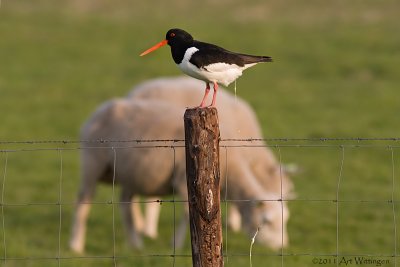 Haematopus Ostralegus / Scholekster / Eurasian Oystercatcher