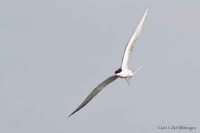 Sterna Hirundo / Visdief / Common Tern