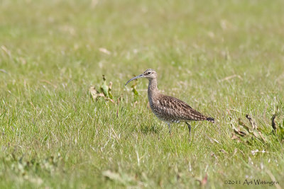 Numenius phaeopus / Regenwulp / Whimbrel