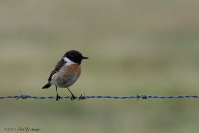 Saxicola Rubicola / Roodborsttapuit / European Stonechat 