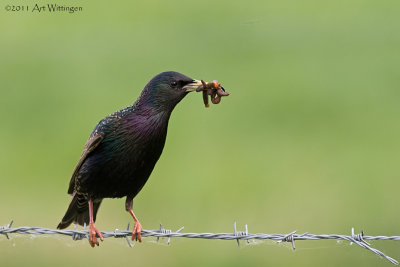 Sturnus vulgaris / Spreeuw / Common Starling