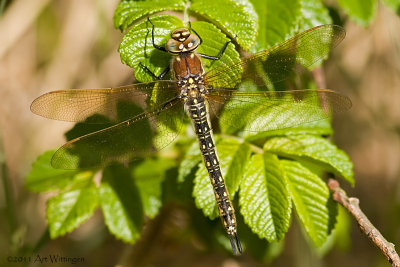 Brachytron pratense / Glassnijder / Hairy Dragonfly