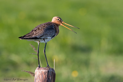 Limosa limosa / Grutto / Black-tailed Godwit