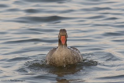 Anser anser / Grauwe gans / Greylag Goose