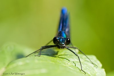 Calopteryx splendens / Weidebeekjuffer / Banded Demoiselle