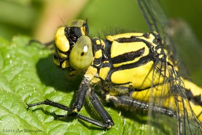 Beekrombout / Club-tailed Dragonfly