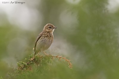 Anthus Trivialis / Boompieper / Tree Pipit