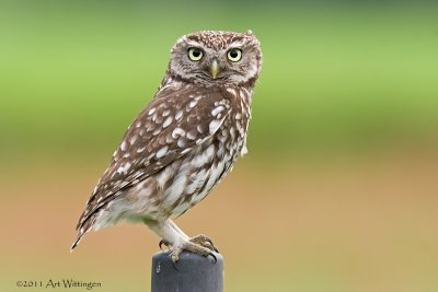 Athene noctua / Steenuil / Little owl